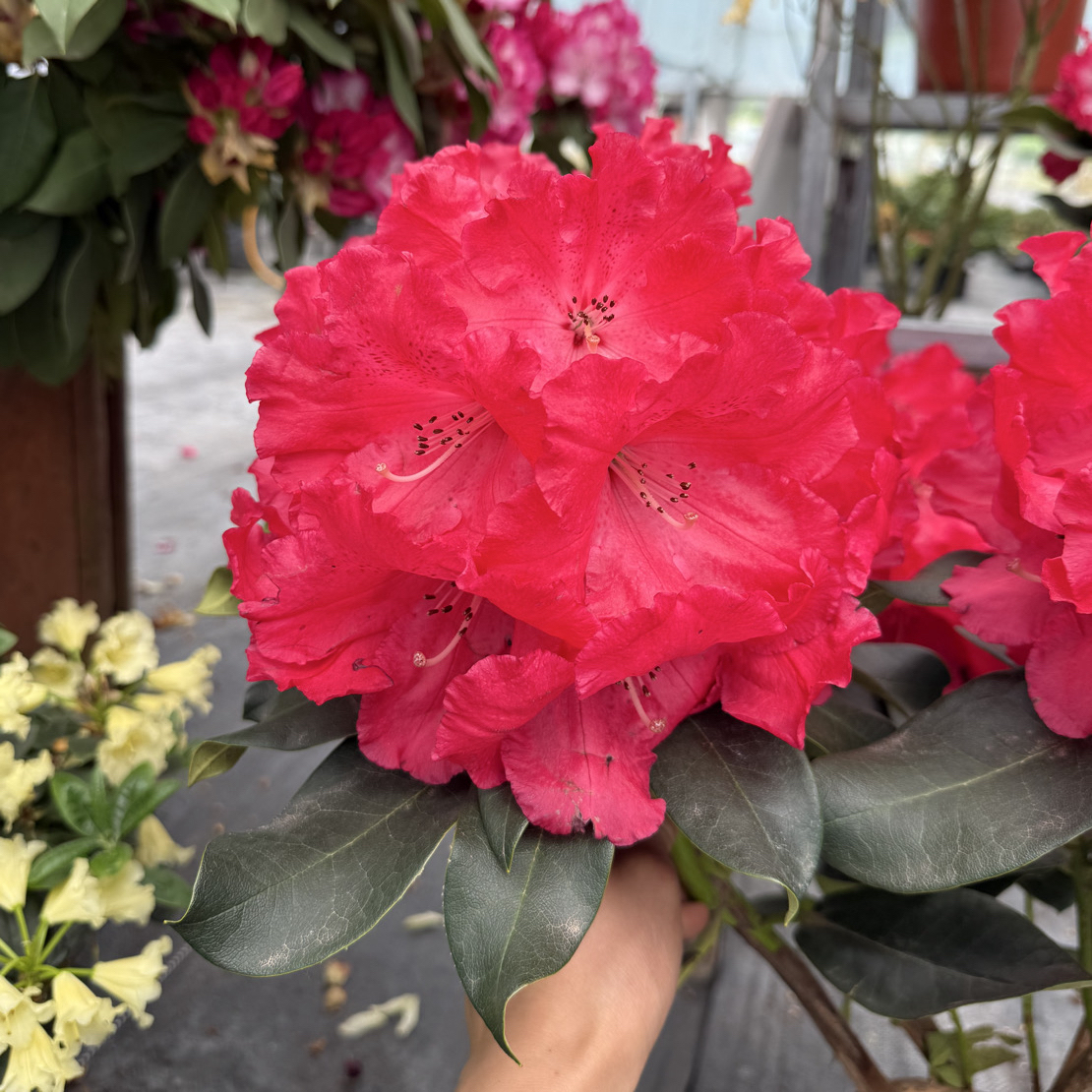 理格尔大盆带花苞漏色发货