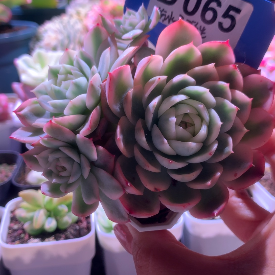 粉水晶覆轮锦群生有根