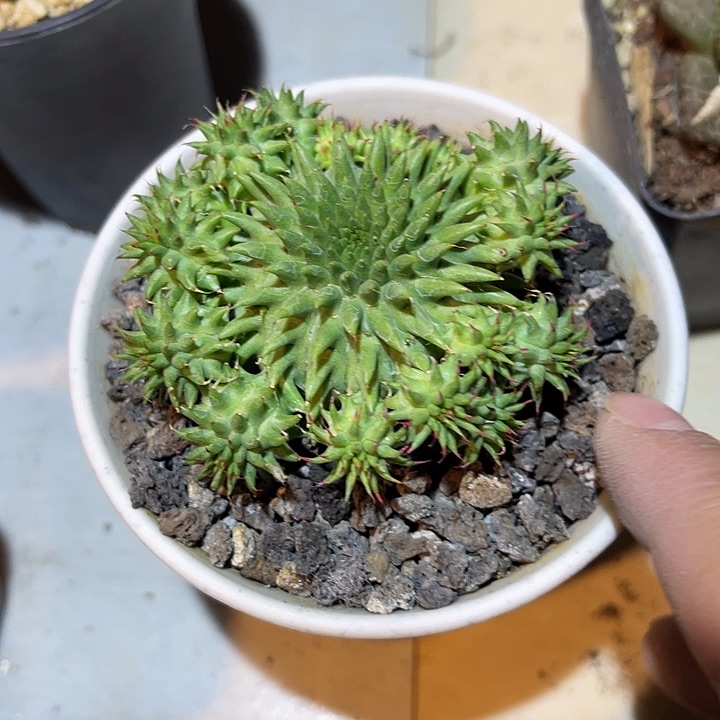 满38包邮2天凑单，脱土晾根发货多肉植物实生海胆群