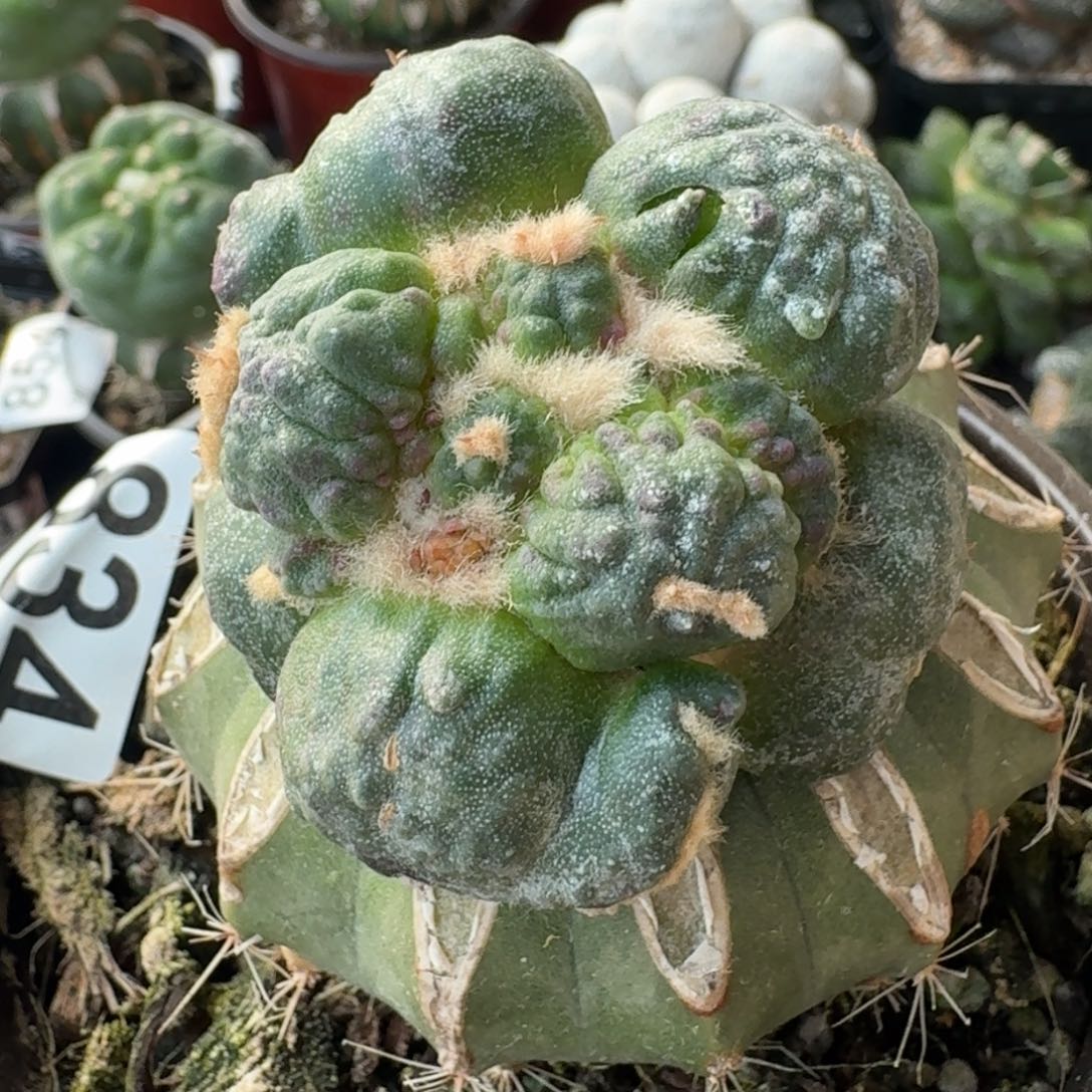 【闪购商品】蛋尤怒涛834