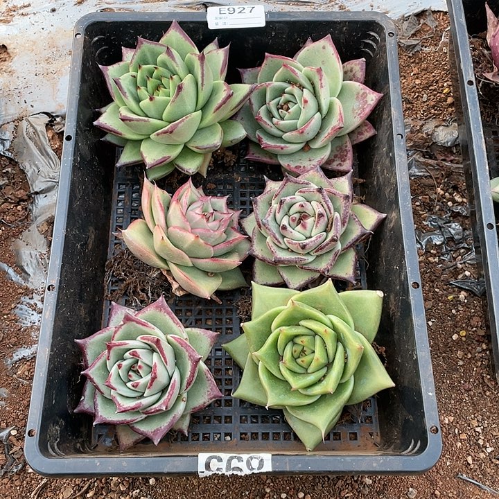 无花朵若如东云单拍E927