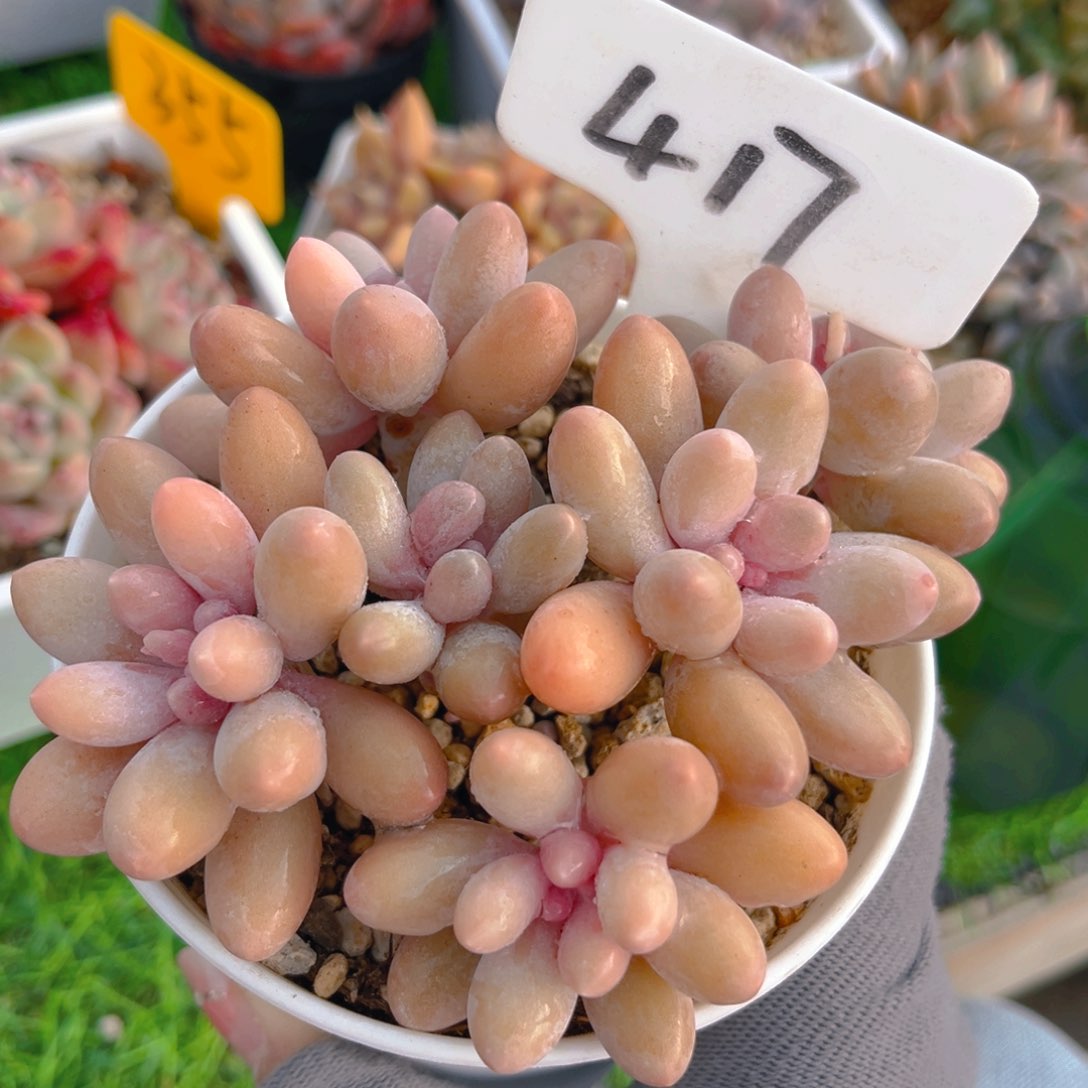 汤圆888888tu tu tu