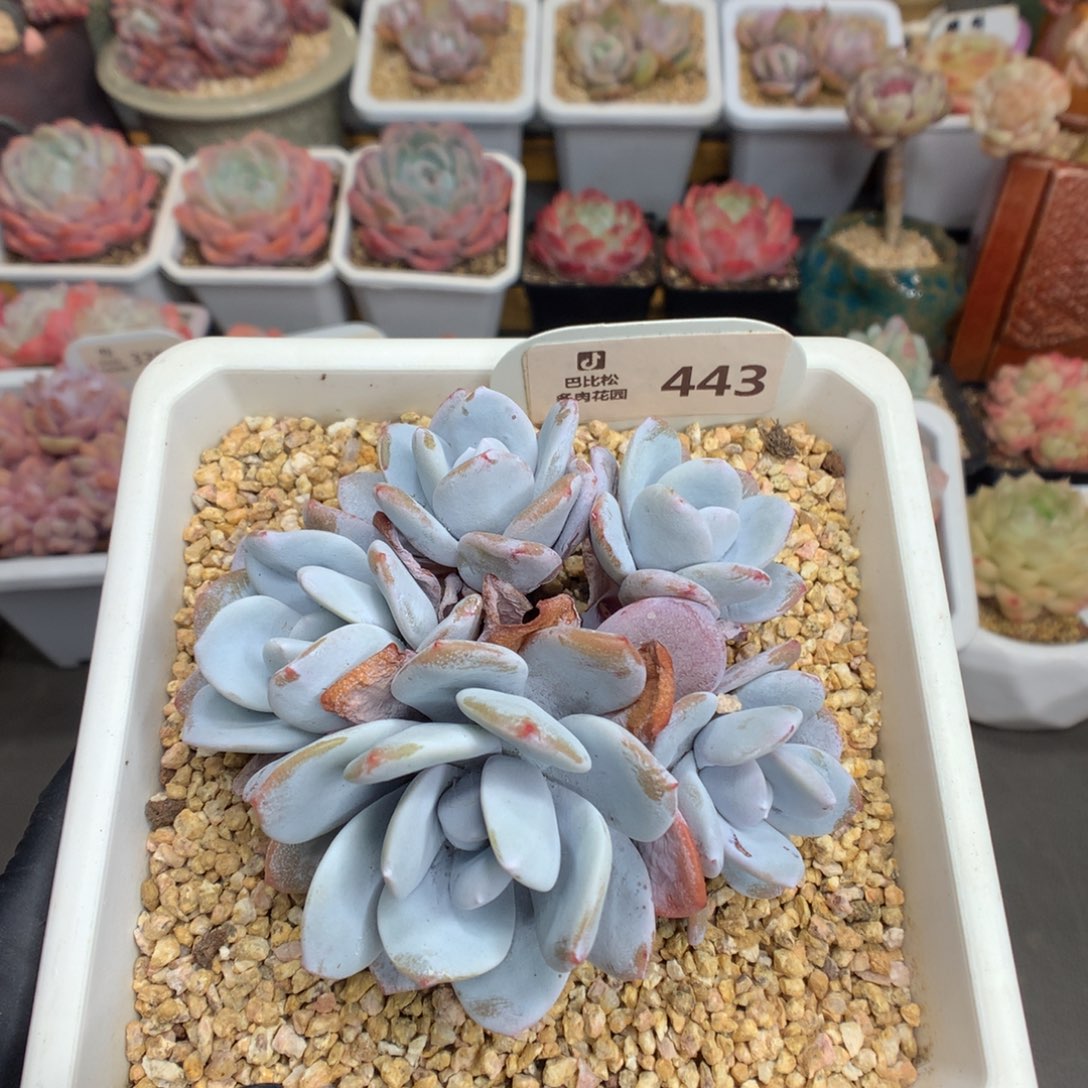 443 捧花雪莲多肉