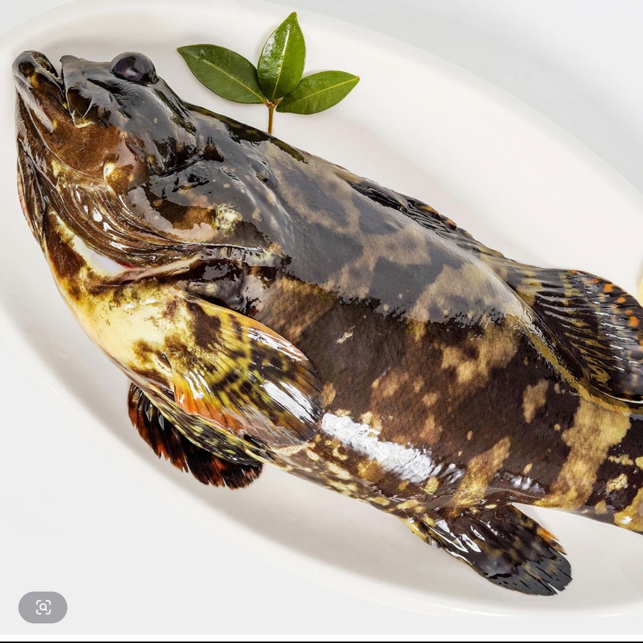 龙胆石斑鱼（5斤共3条鱼）速冻后发货