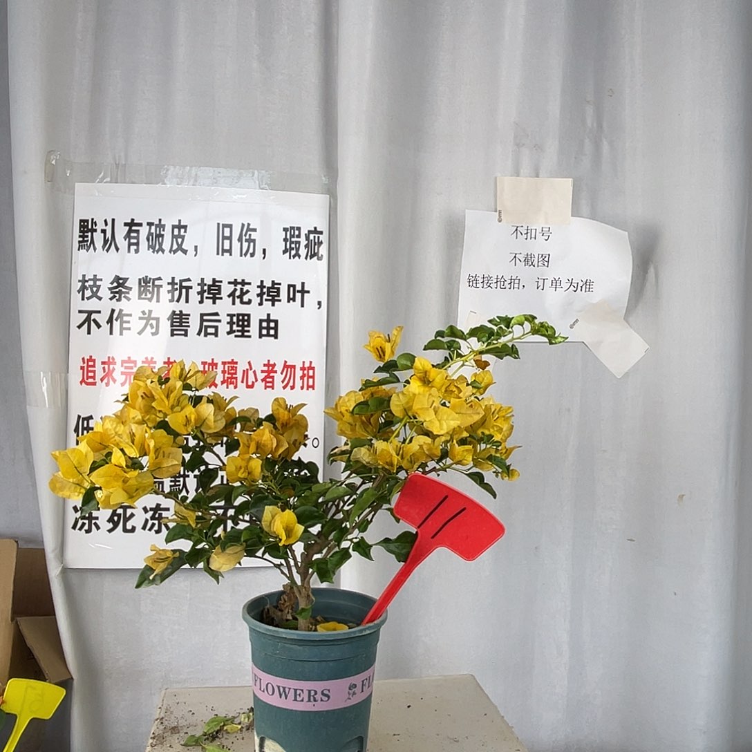 当前无花栽培后可以开花11蒙黄盆苗