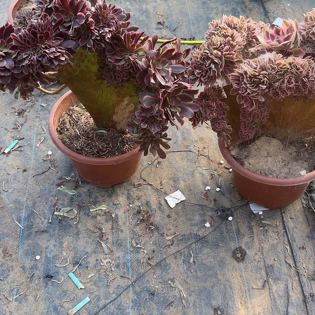 刘***娟女巫修护他听我默默