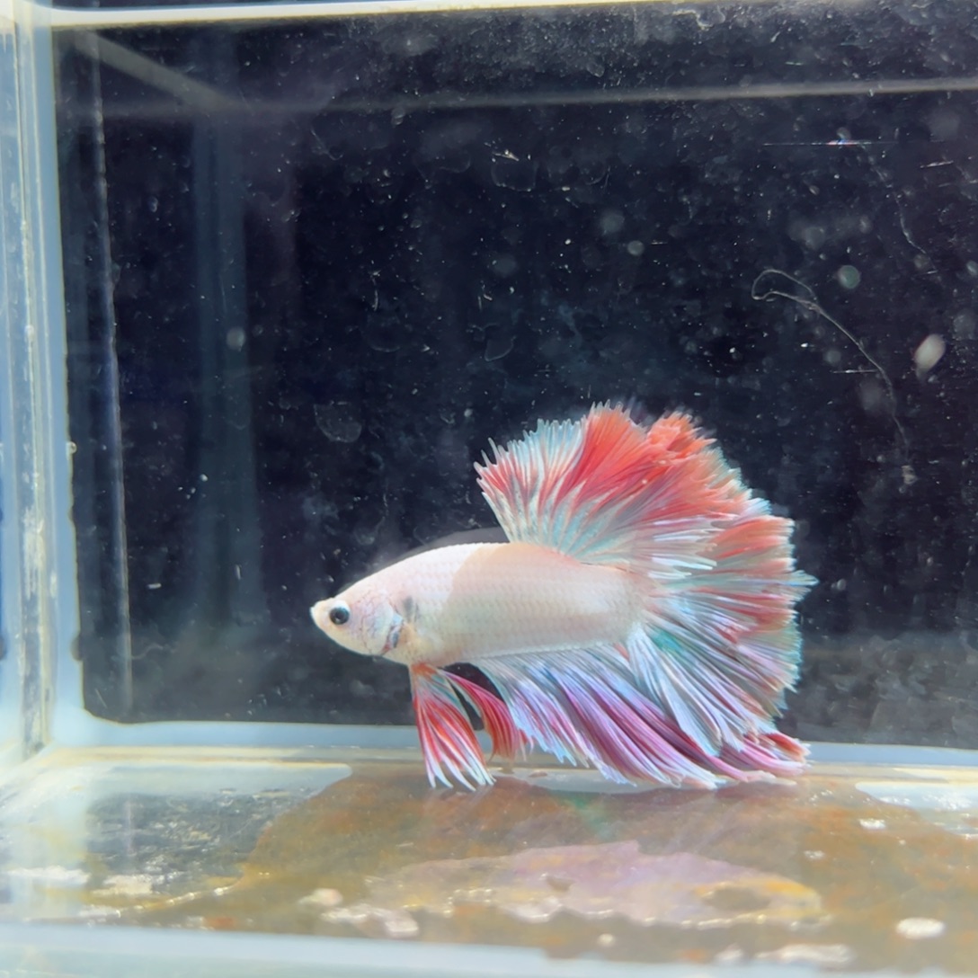 斗鱼浅色特殊尾hhhh