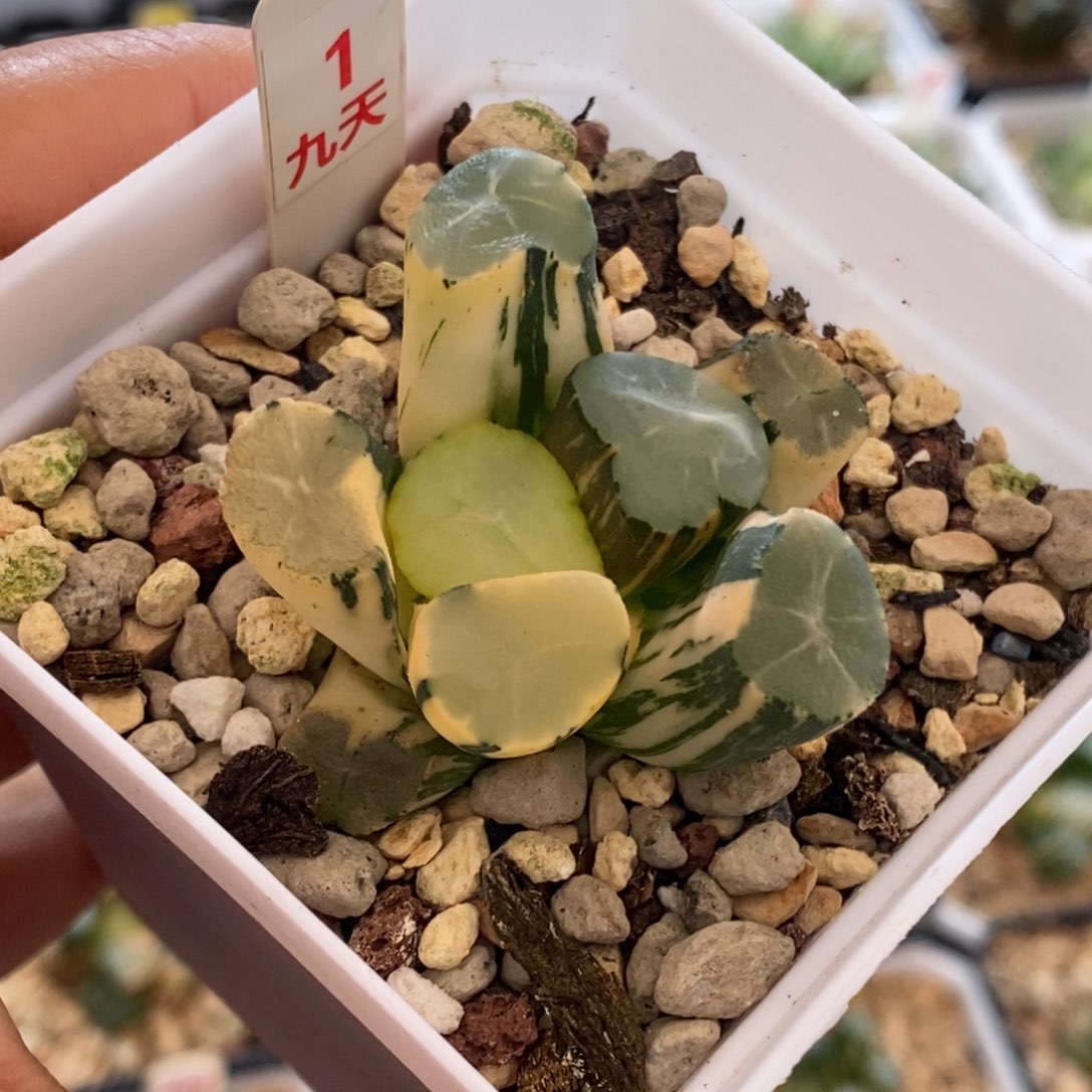 1号山之翠万象锦带盆