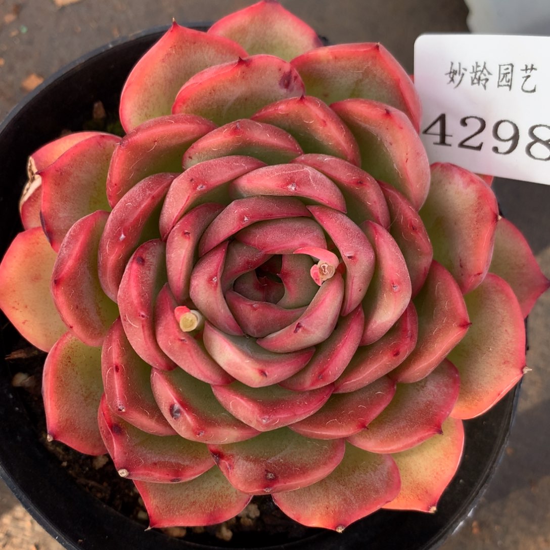 4298杂交多肉植物