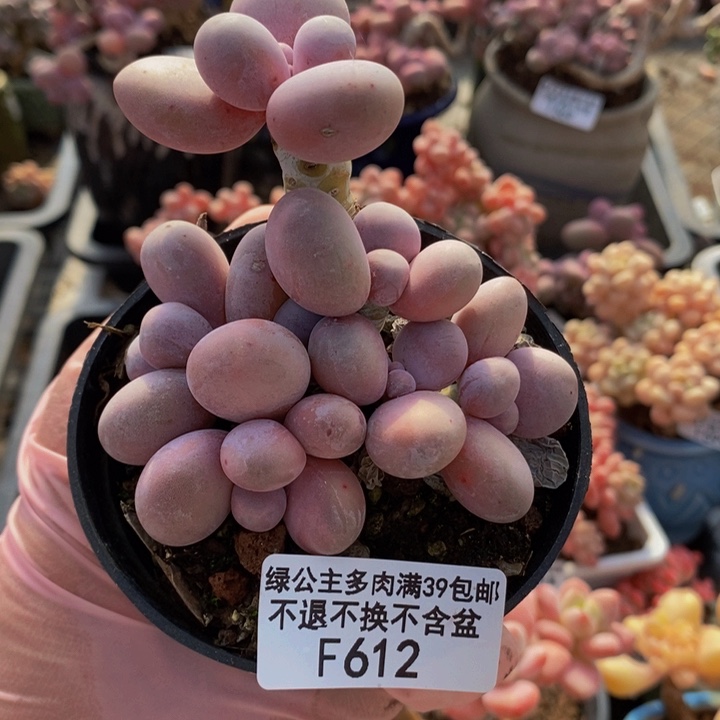 芭比奶洛8cm612多肉植物