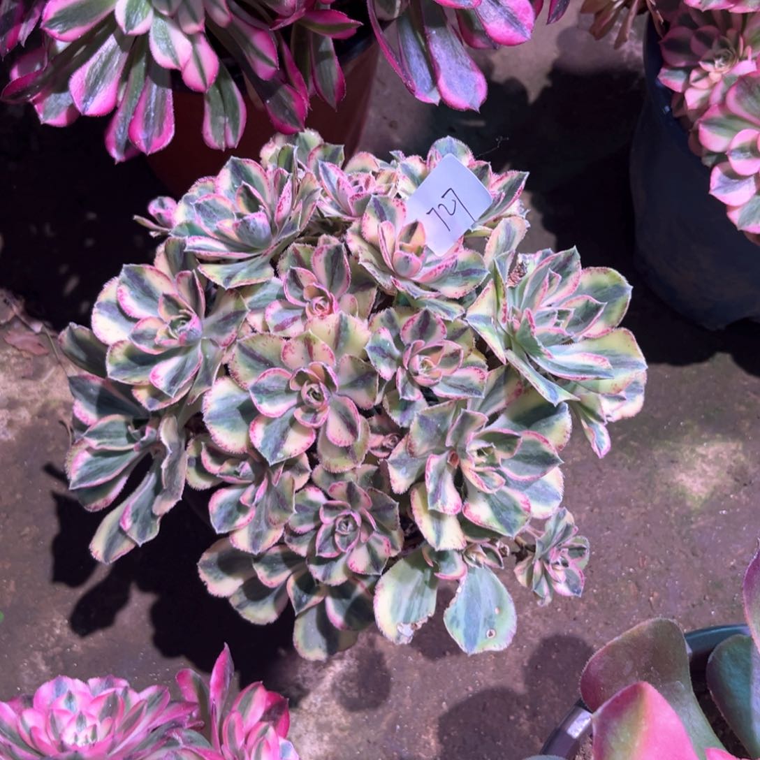 多肉植物青花瓷727