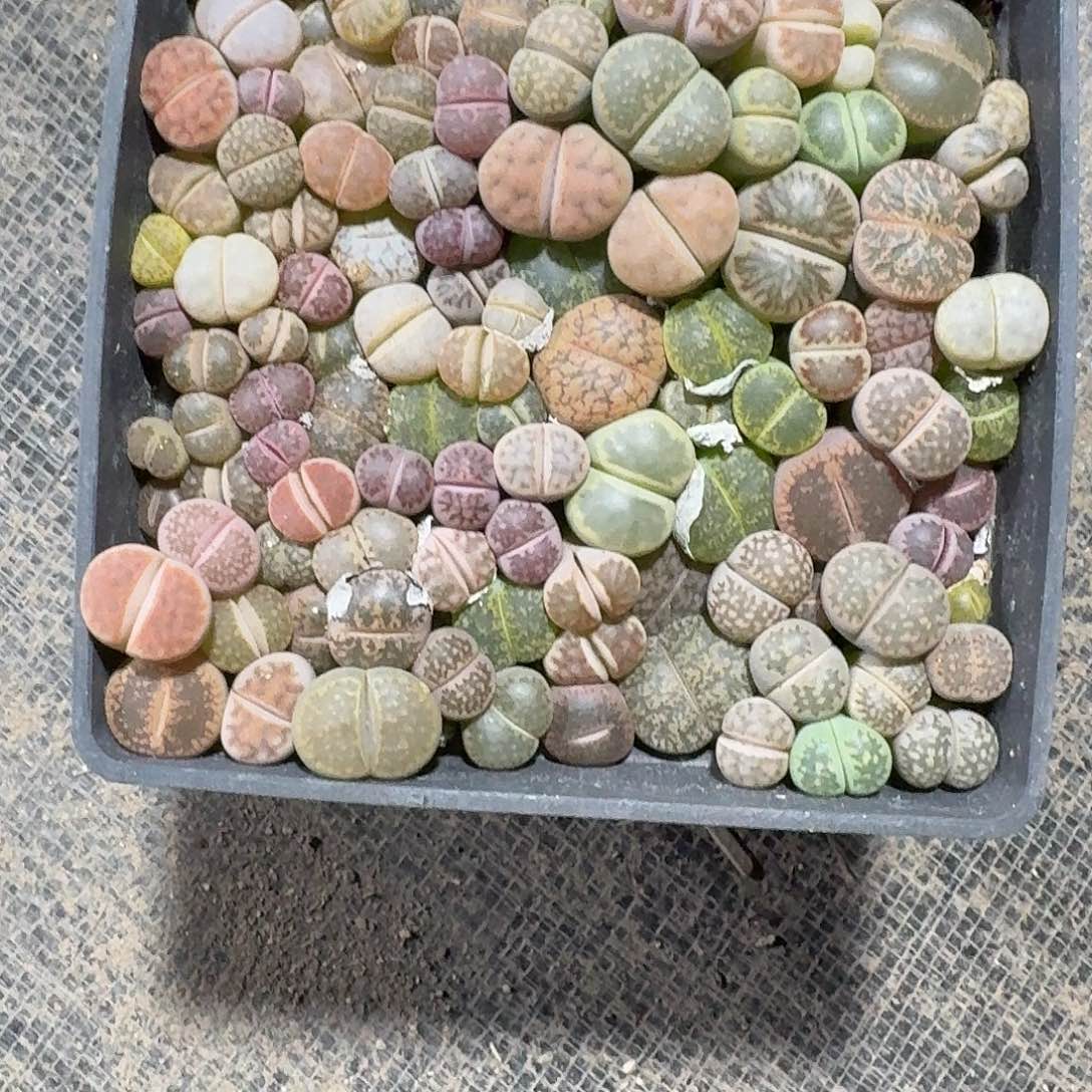 阿***离生石花一物一拍094