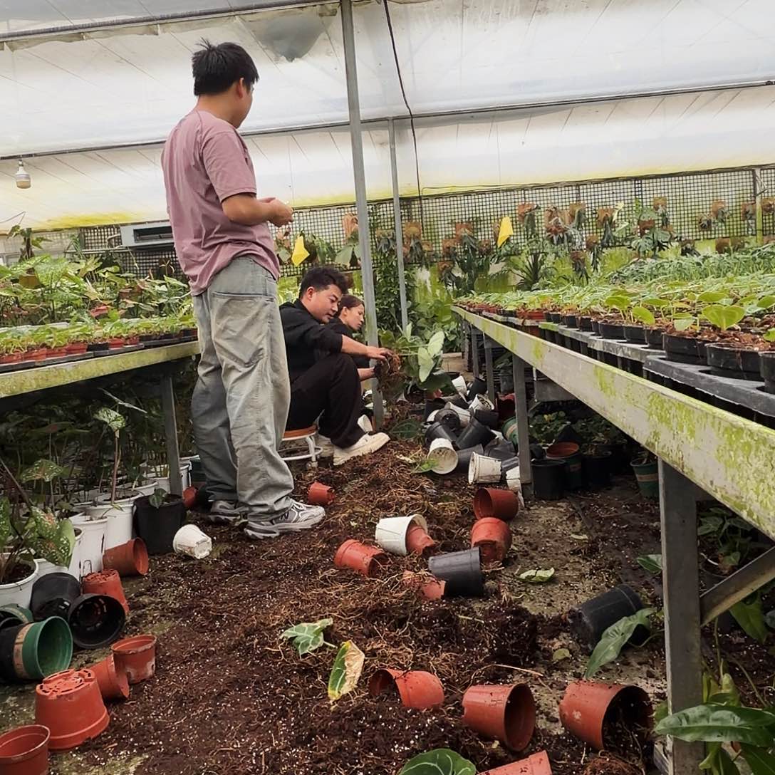 完全开放Q77 六颗大老庄无售后