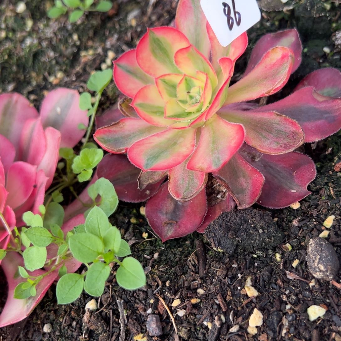 20包邮86爱丽丝多肉系