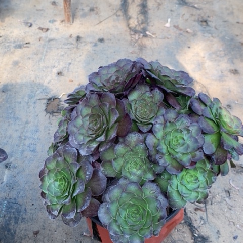 魅金玫瑰有断枝009