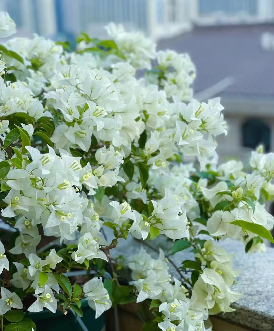【白雪公主】会掉花掉叶介意不要拍花绿樱红缨重瓣老桩适合阳台室内