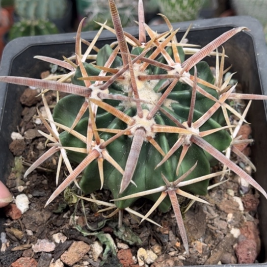 当前无花栽培后可以开花剑刺凌波