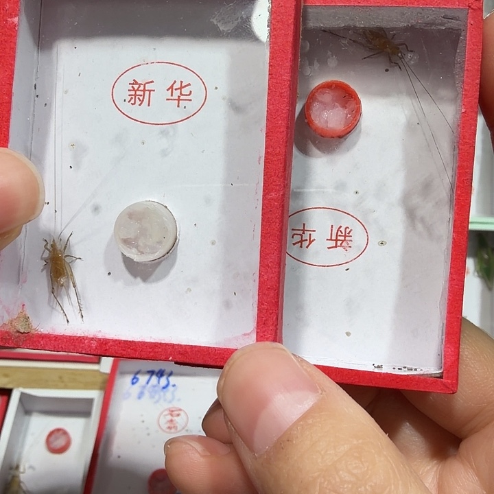 用***5蟋蟀新华两条冬黄蛉