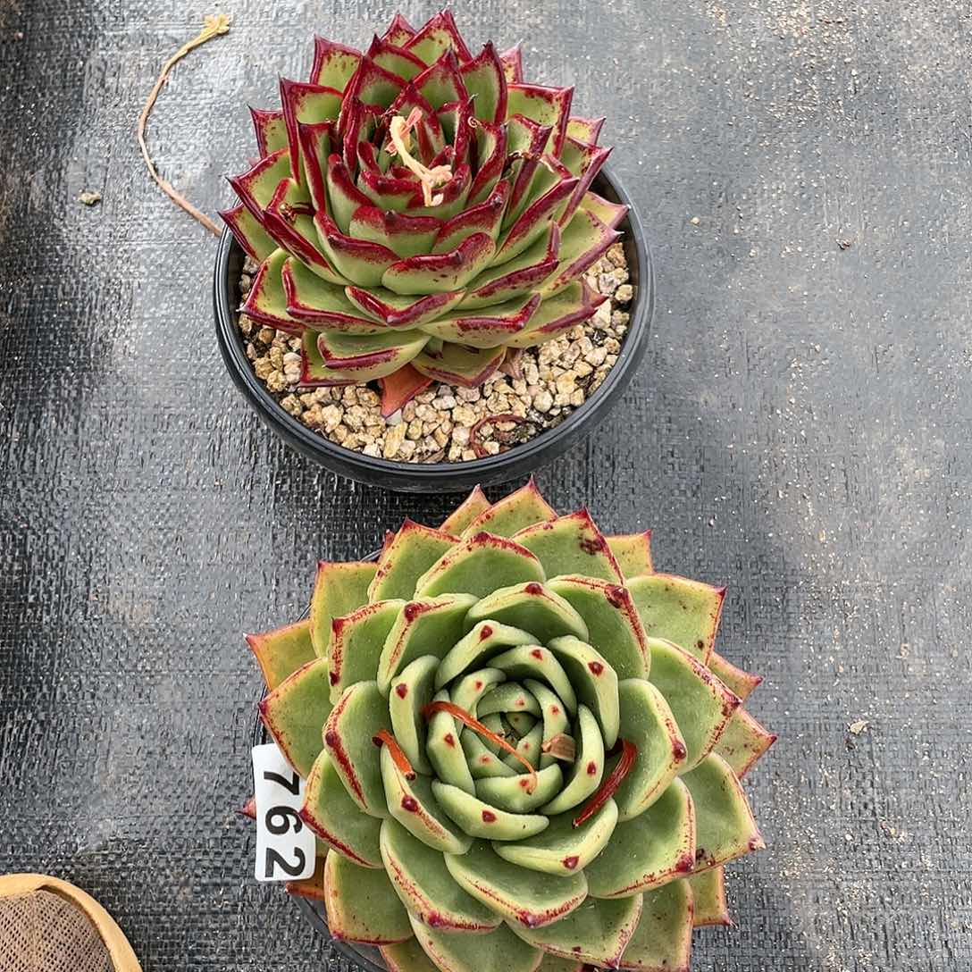 若如东云组拍762