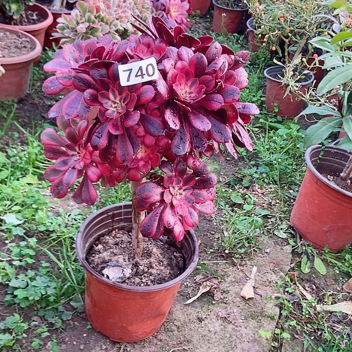 740香奈儿朵朵特价不