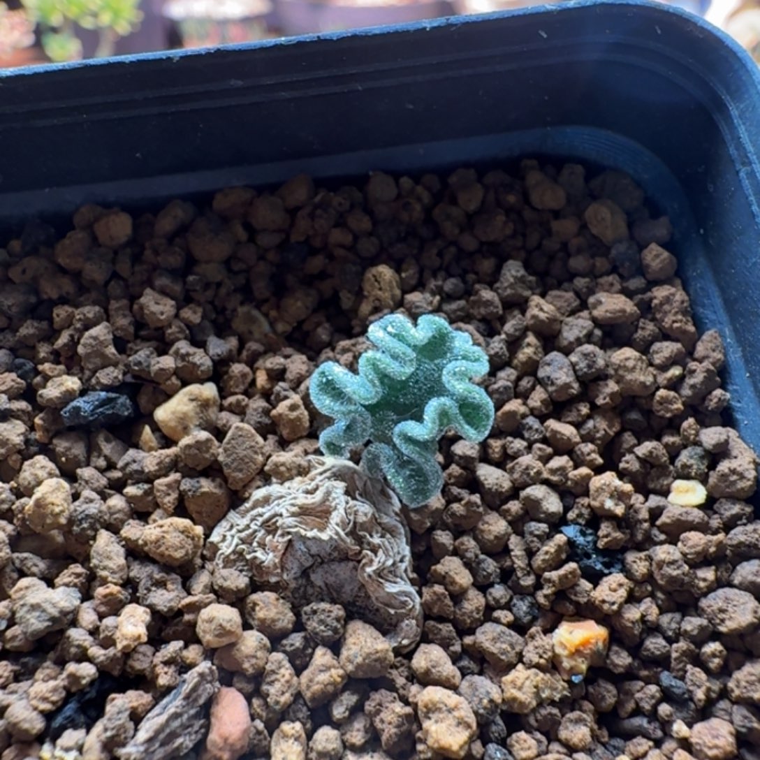 冰晶海带984 仙人球