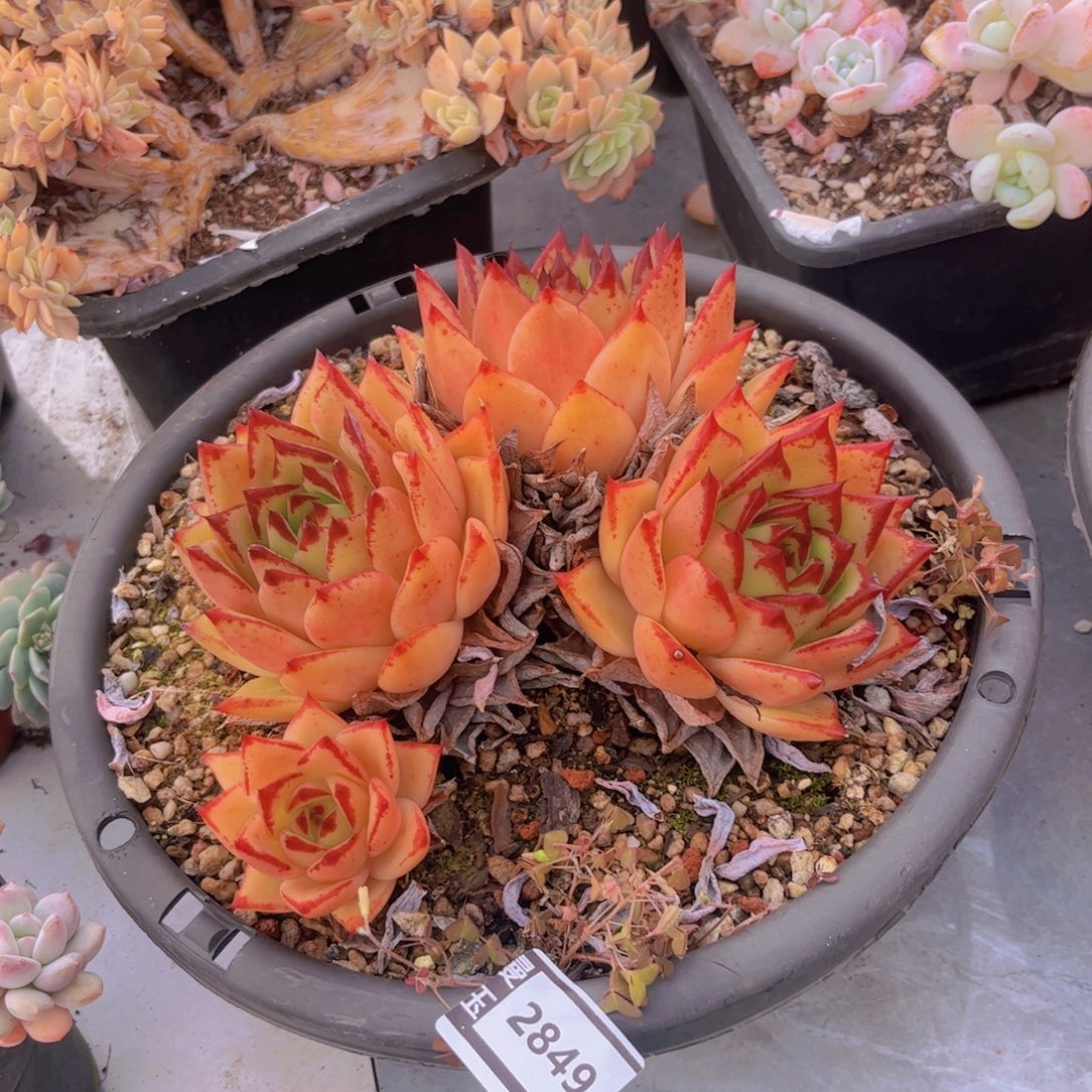 橙乌木多肉植物2849