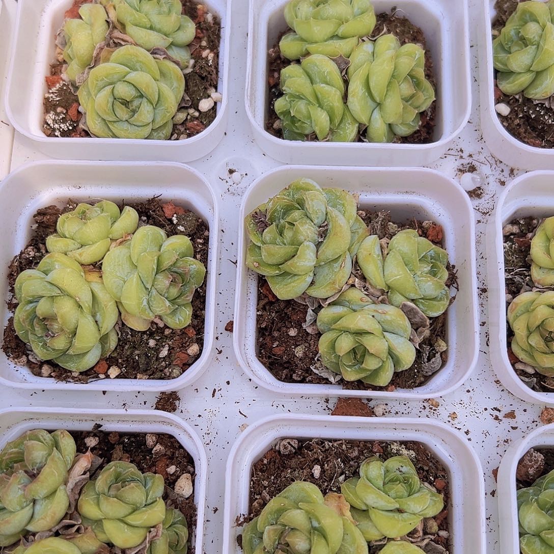 胖虎群多肉植物9.9包邮