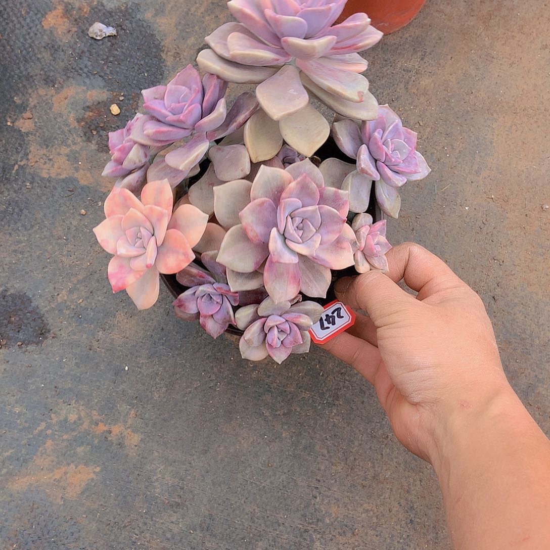 老三多肉一物一拍家里247紫乐锦