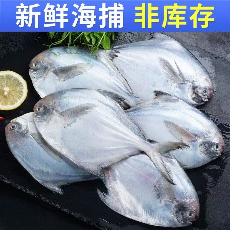 新鲜海捕野生银鲳鱼 4条左右/斤 到手5斤 顺丰冷链