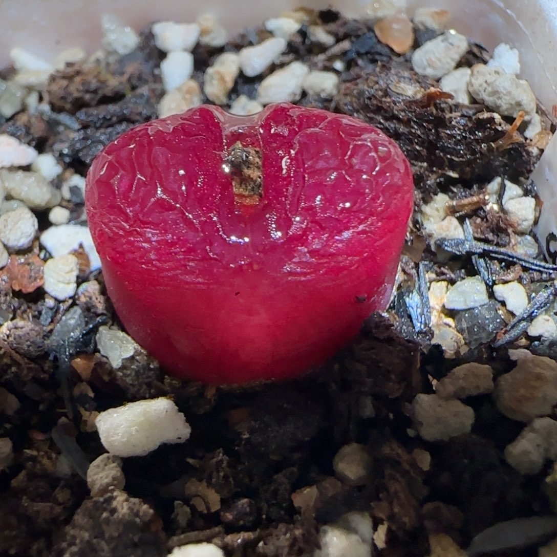 肉锥多肉植物百科3-1430.5有疤98