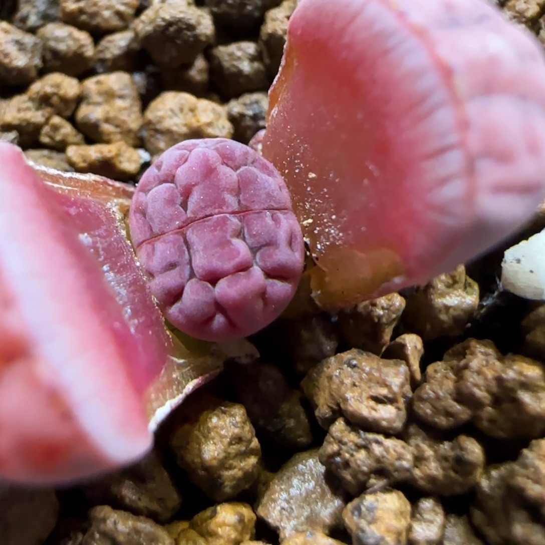 12.27。     阿克赛尔玫瑰。    2006