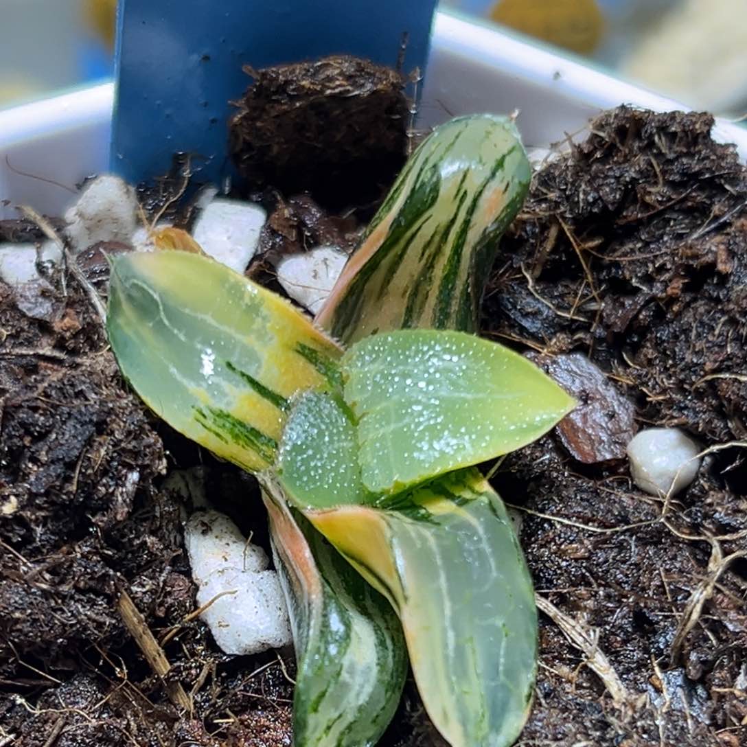 恭喜发财大吉大利935