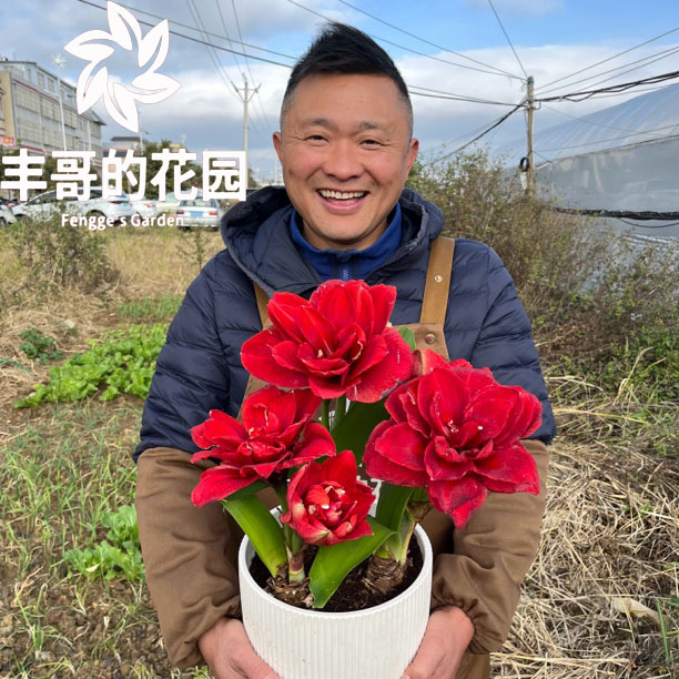 残球《自然球/樱桃尼芙裸球发直径4-5+》重瓣朱顶红种球1颗  