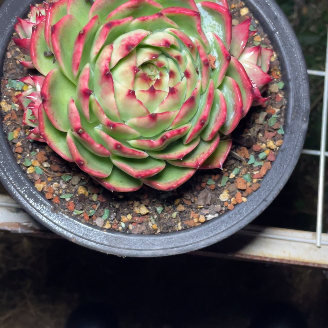 @***~惊鸿仙子一物一拍