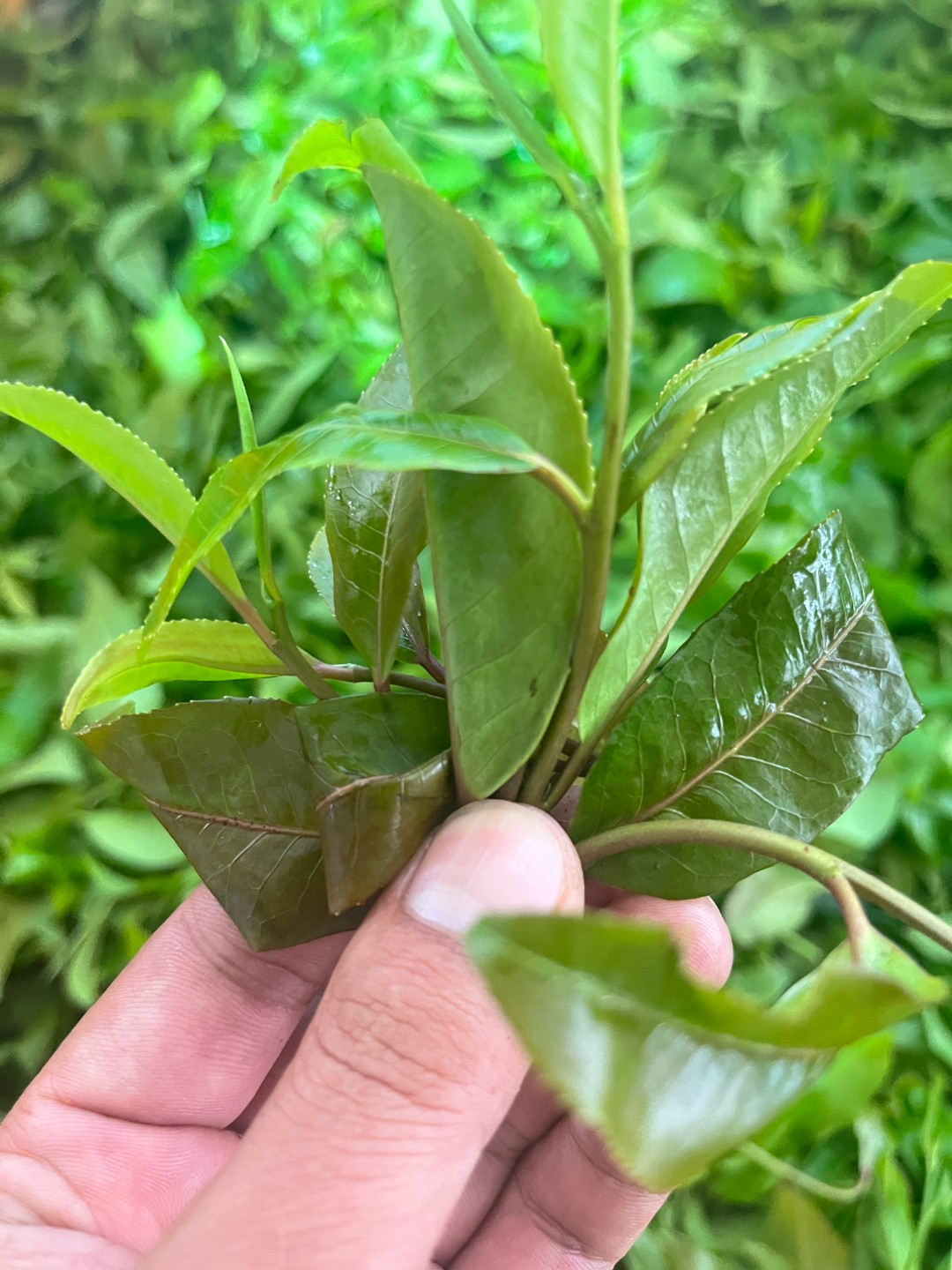 昔归老寨五十六號2025年大树春茶100克香甜香回味独特