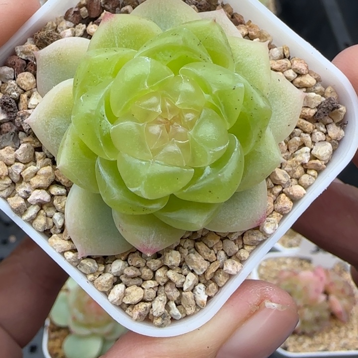 481号黄财晗雨多肉