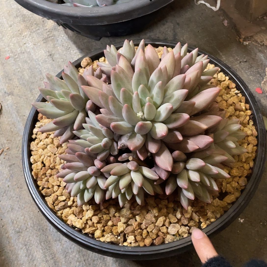 多肉植物的生长发育与生长发育