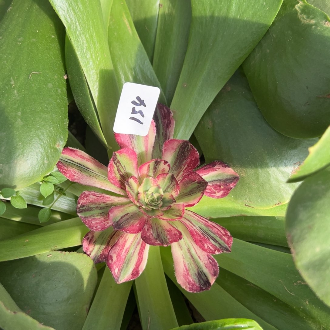 154伯爵多肉椅子多肉