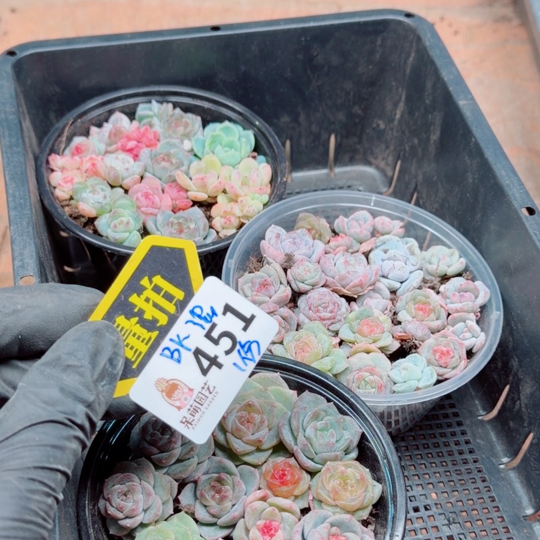 多肉植物多肉植物