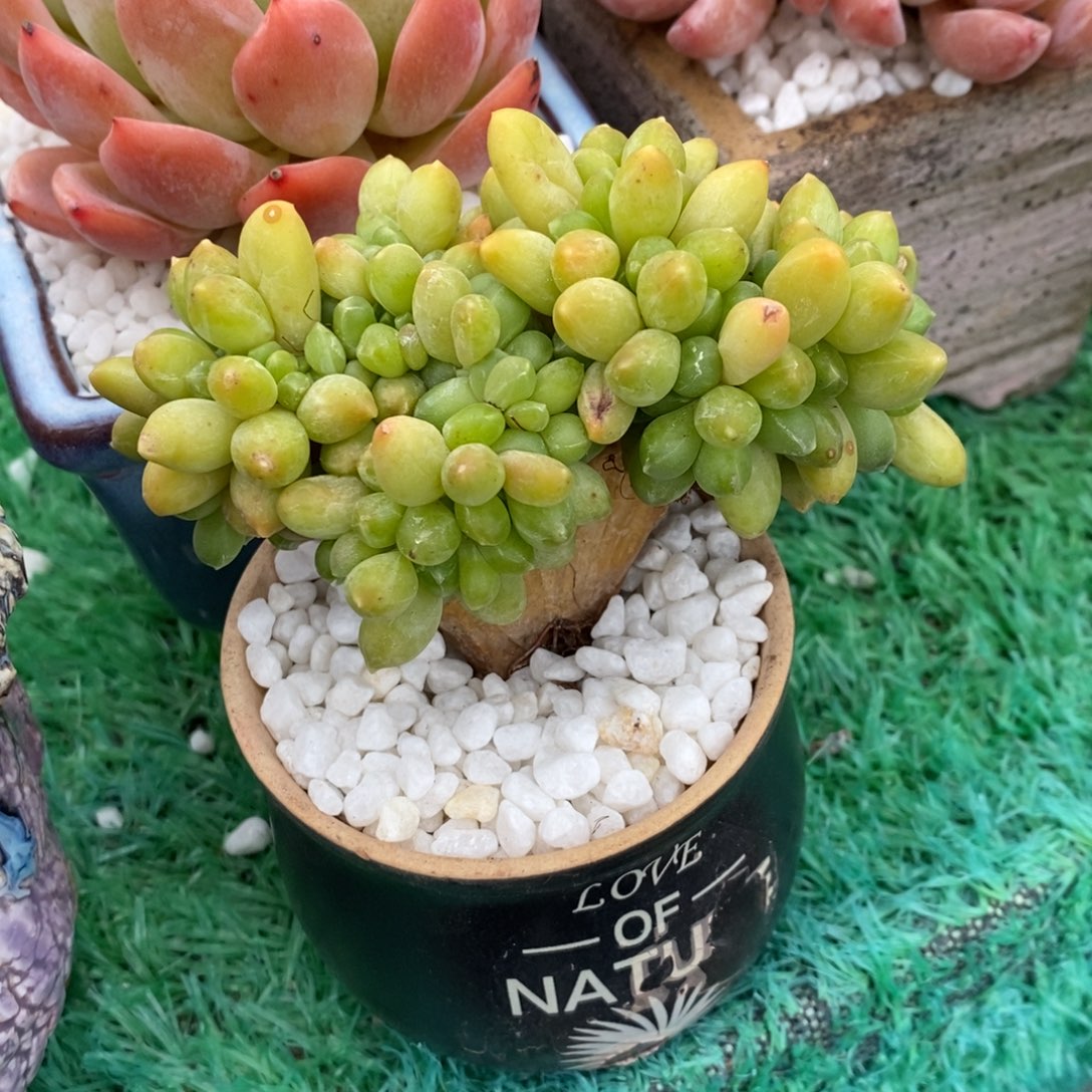 千代田缀化多肉植物盆栽