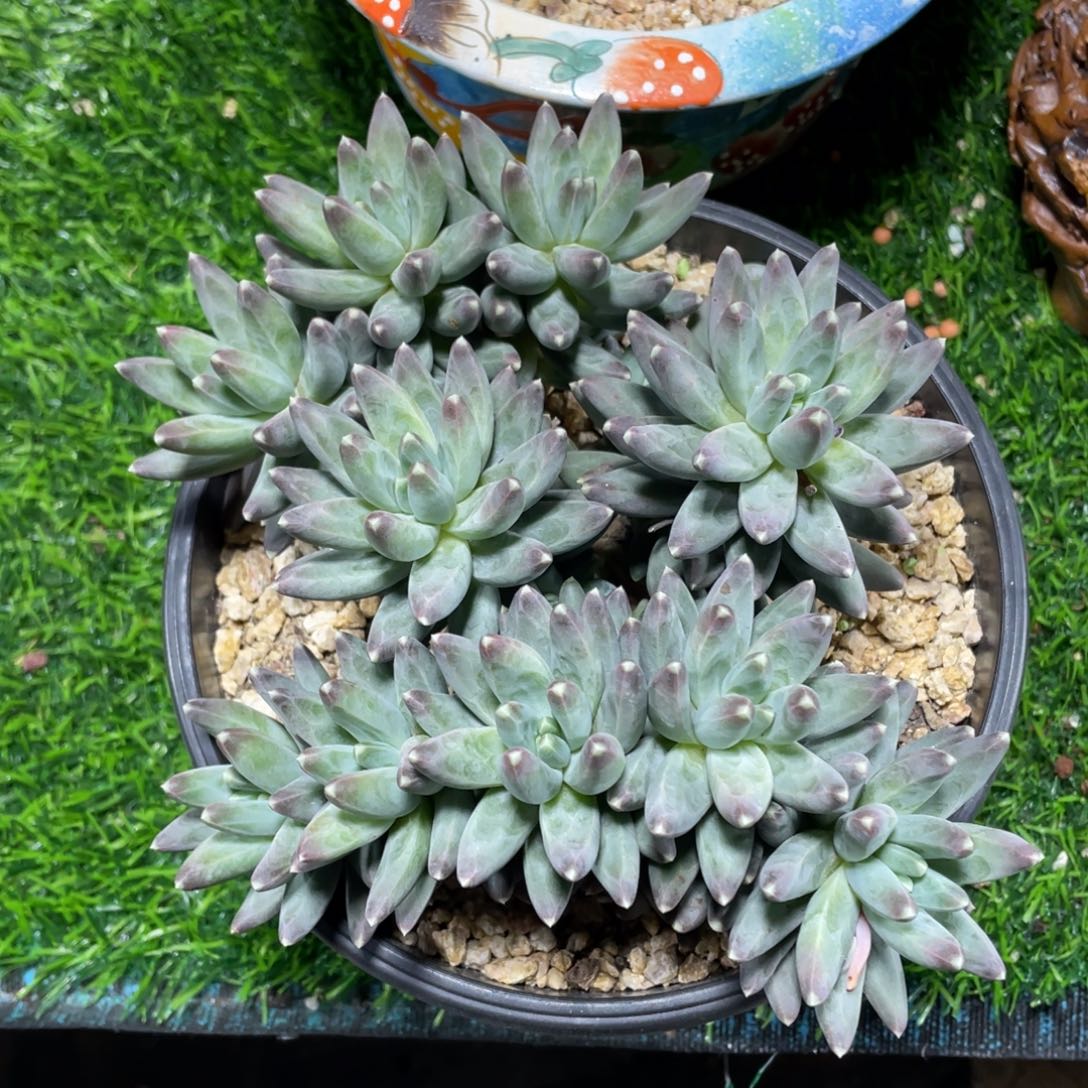 乌拉克拉多肉植物