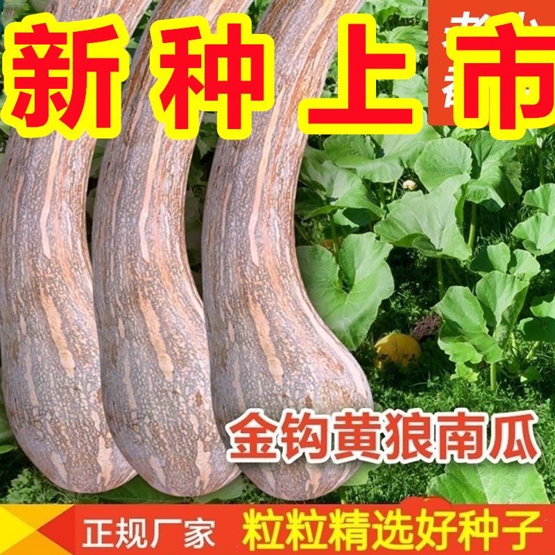 【满五包包邮】黄狼金钩南瓜种子香糯甜面长弯南瓜种籽家庭