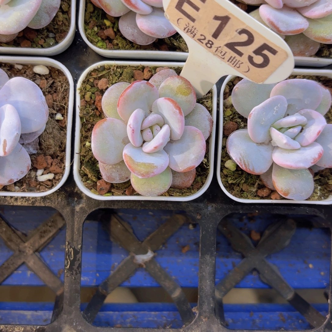 E125雪莲一物一拍