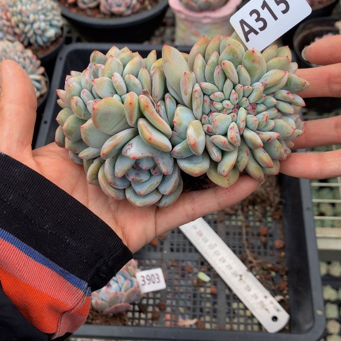 315缀嗯嗯嗯我想看电影真的