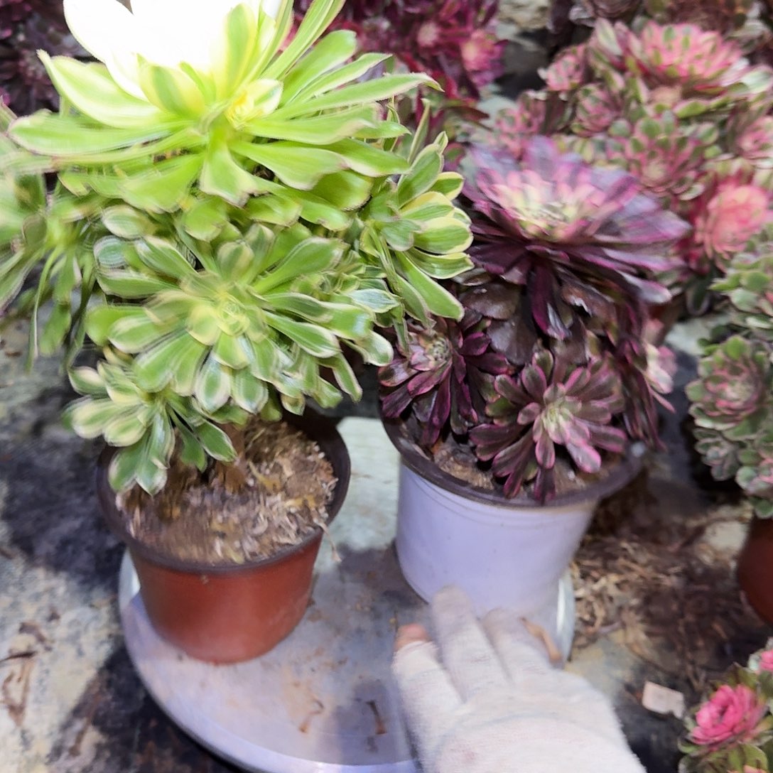 多肉植物组合0718