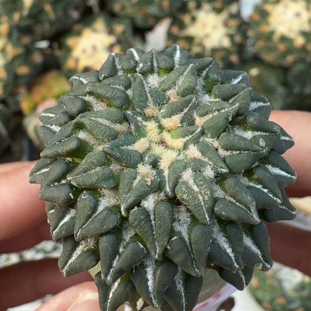 【闪购商品】红花馒头姬牡丹069