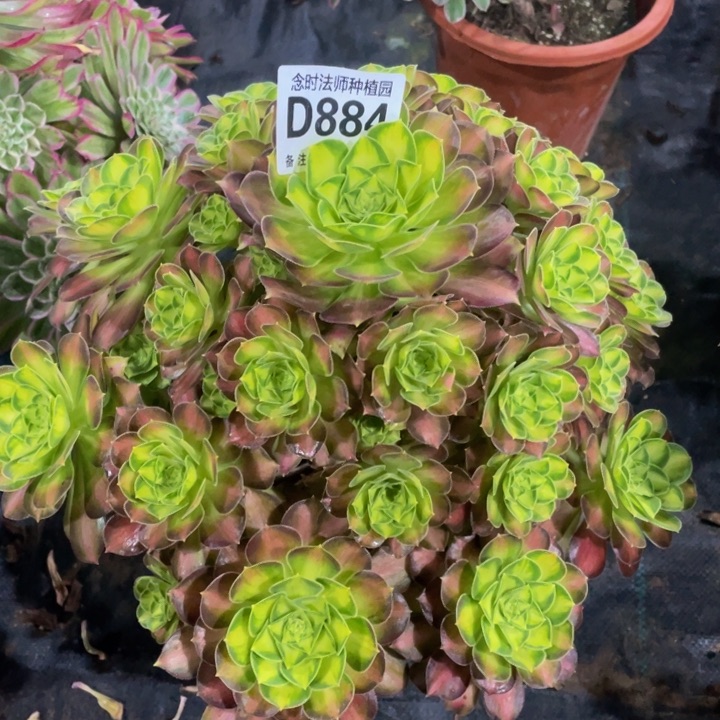 884韶华1111111多肉