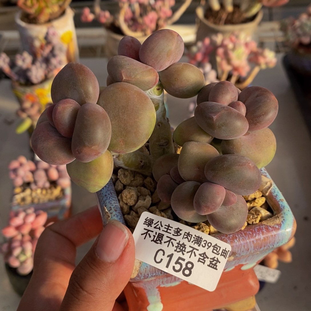 158芒果奶kk奶多肉7c m