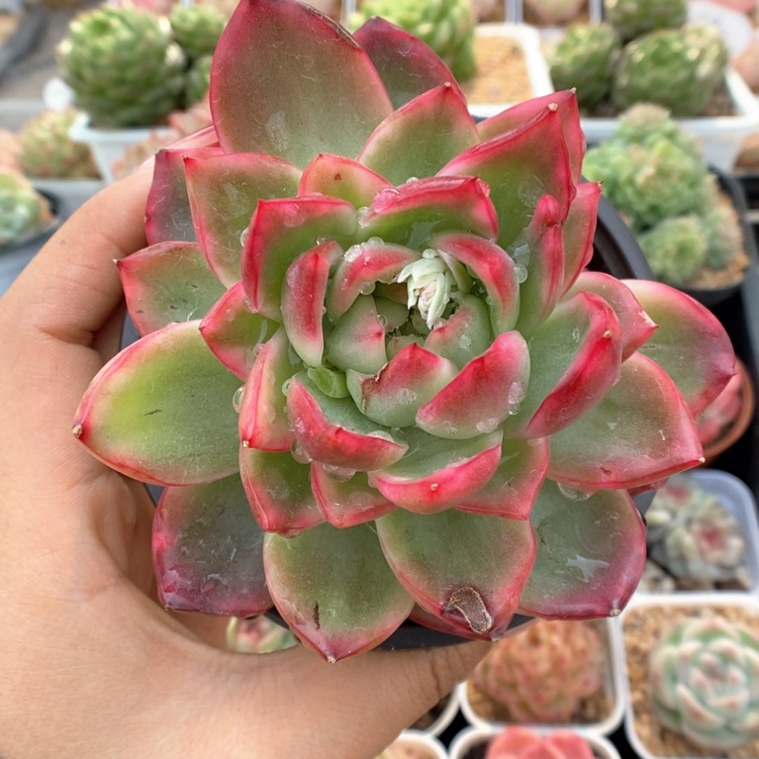 水晶珍妮锦可拍。    