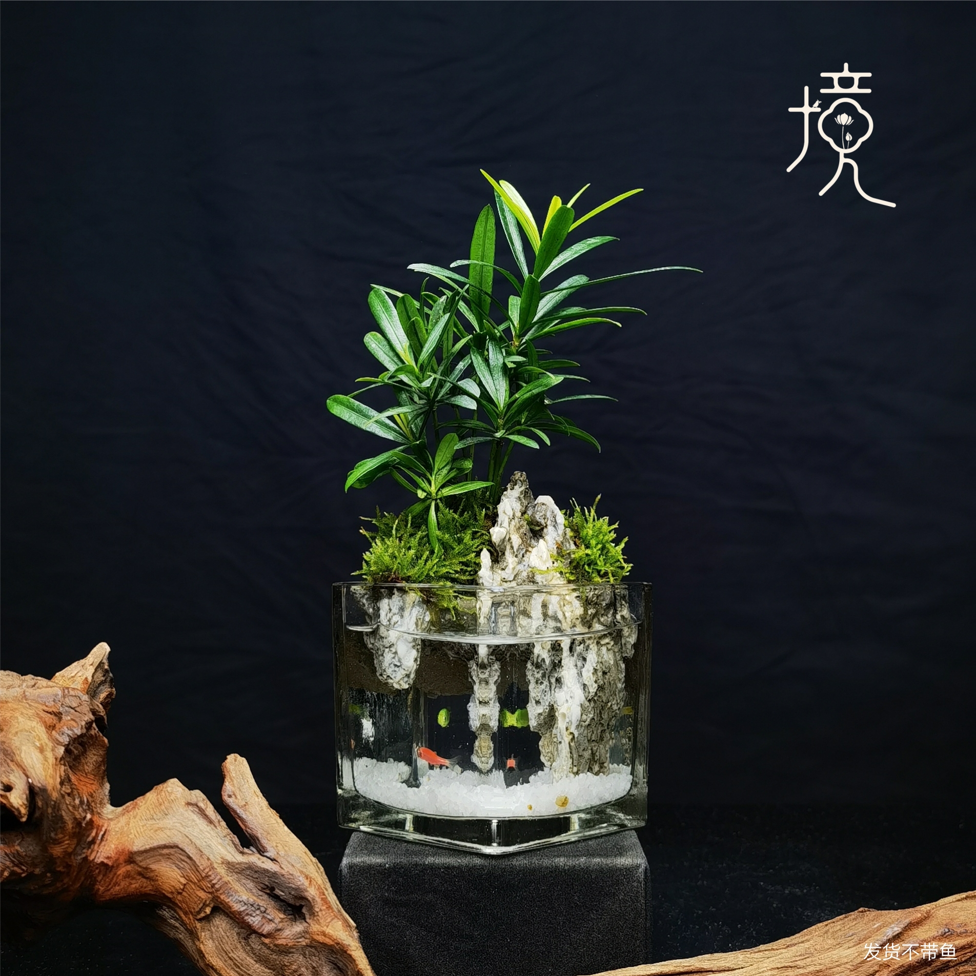 [山潭Ma]罗汉松创意真绿植苔藓室内桌面微景观摆件山水缸8*8*8cm